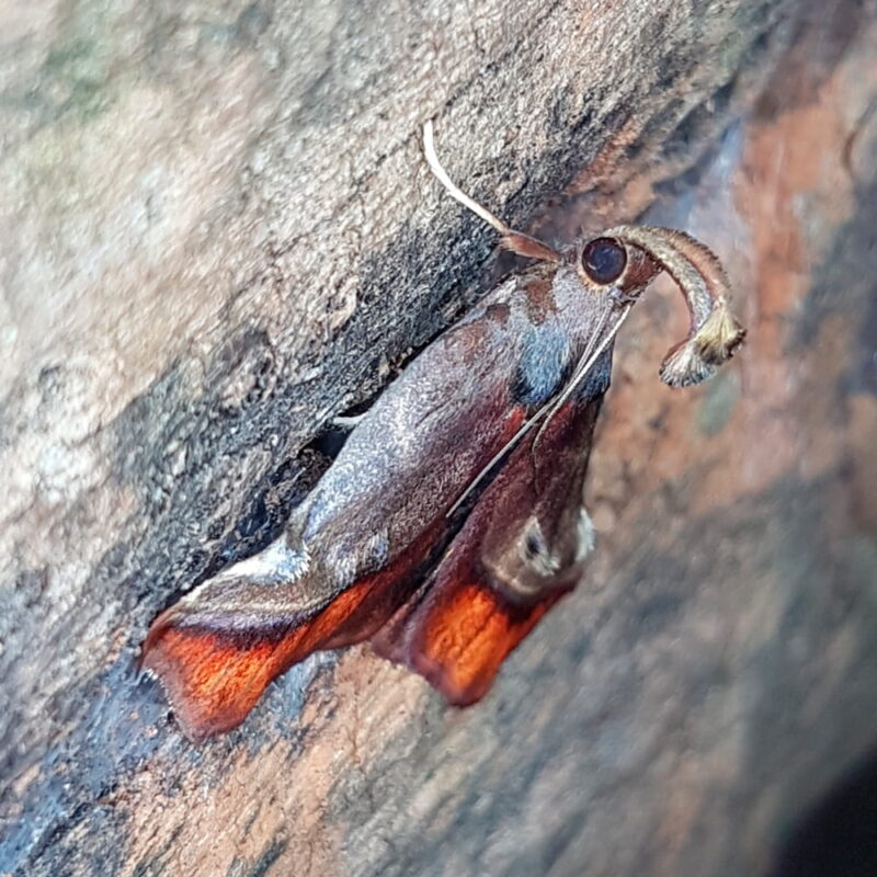 Tamyra ignitalis (Puerto Nare, Antioquia)