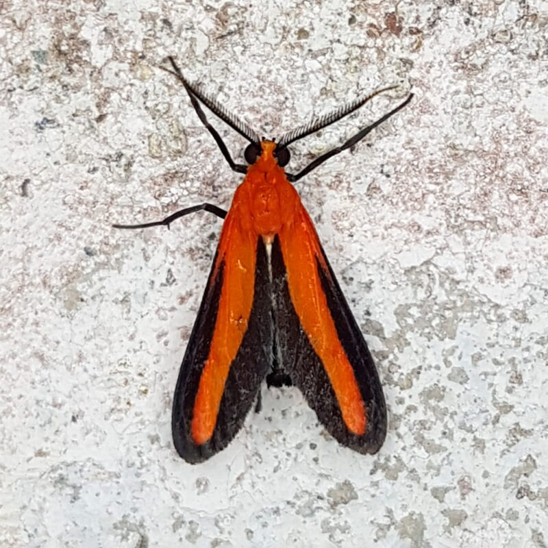 Tipulodes annae (Puerto Nare, Antioquia)