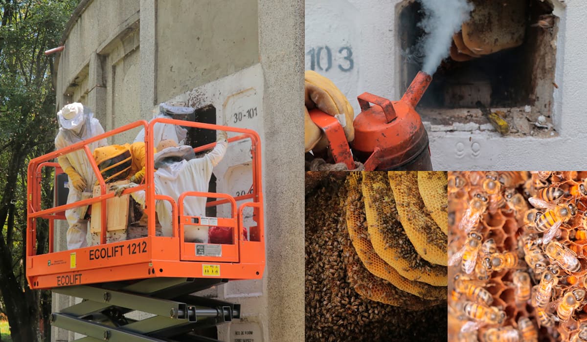 En Medellín Rescatan 120.000 abejas y 30.000 avispas en el Cementerio Universal