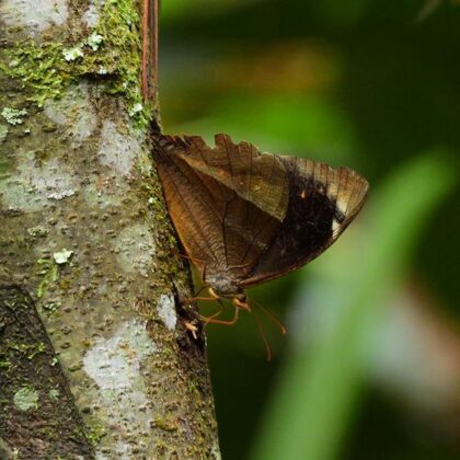 Ocho nuevas especies, cinco mariposas y tres aves, fueron avistadas en la reserva natural Alto de San Miguel en Medellín