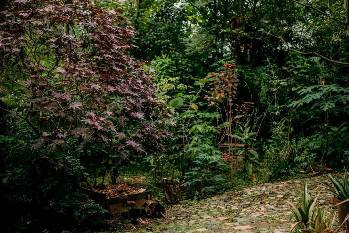 Conocer los árboles de El Poblado con La Savia Vegetal
