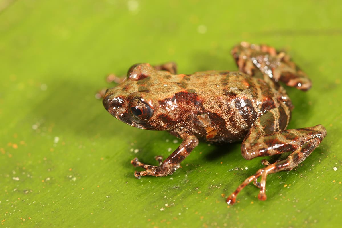 Hallan nueva variedad de rana en la Amazonía peruana, que podría también estar en Colombia