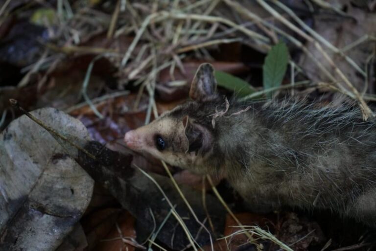 La zarigüeya, el individuo silvestre más avistado en el Valle de Aburrá