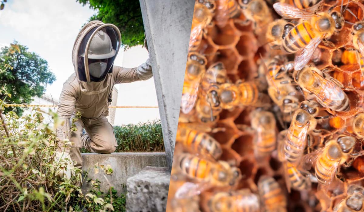 Recomendaciones para evitar incidentes con abejas en temporada seca