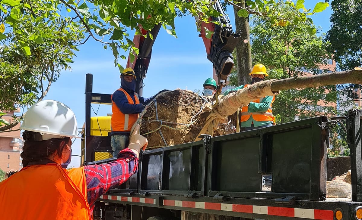 Trasladan 98 árboles por obras de valorización en El Poblado