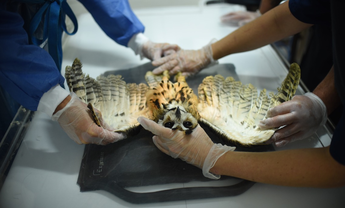 Universidad CES fue certificada en atención de fauna silvestre