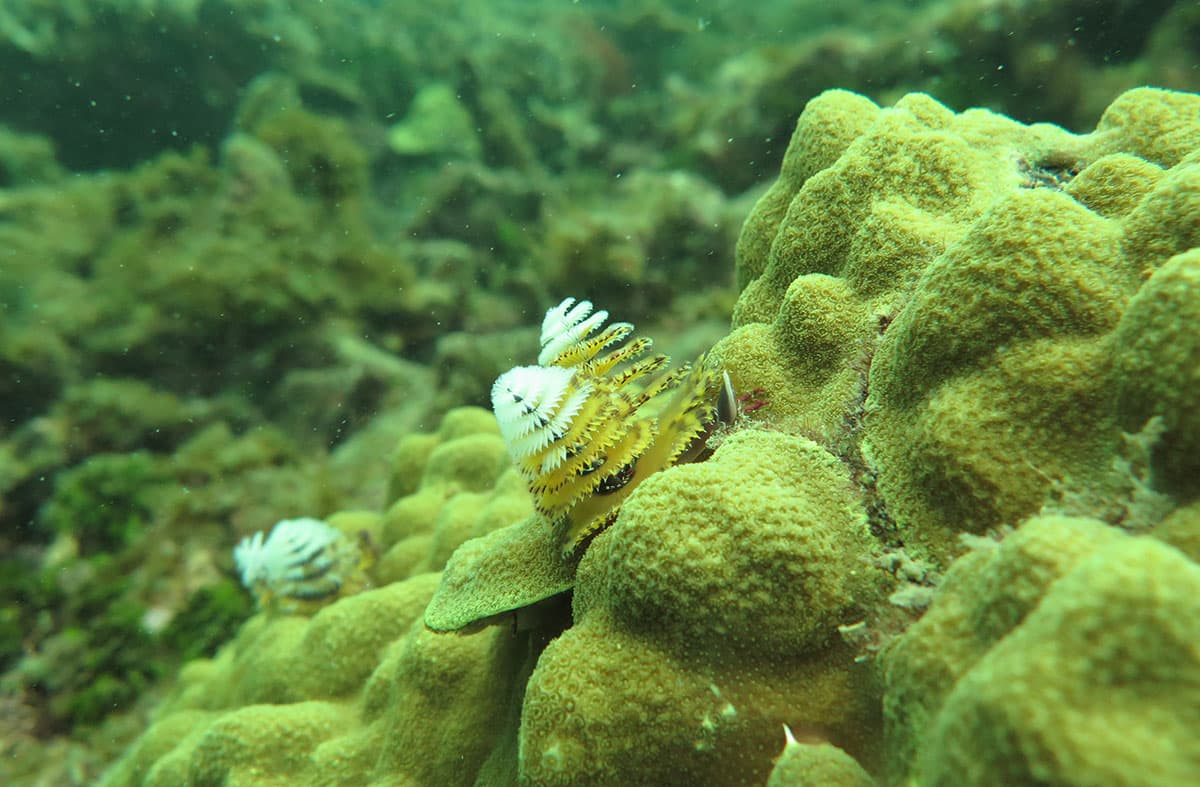 Universidad CES y la preservación de los arrecifes coralinos en el Caribe colombiano