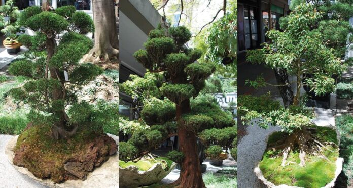 Exposición de bonsai que el Centro Comercial San Diego
