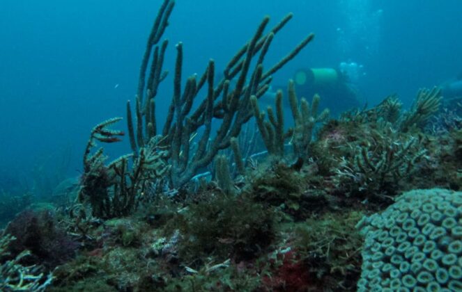 Con buceo nocturno, investigadores de la Universidad CES trabajan por la preservación de los arrecifes coralinos en el Caribe colombiano.