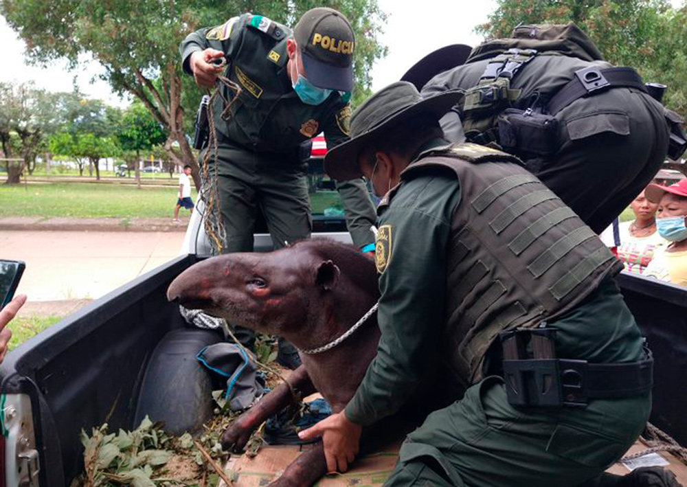 Danta rescatada en el Guaviare con 6 disparos en su cuerpo no sobrevivió