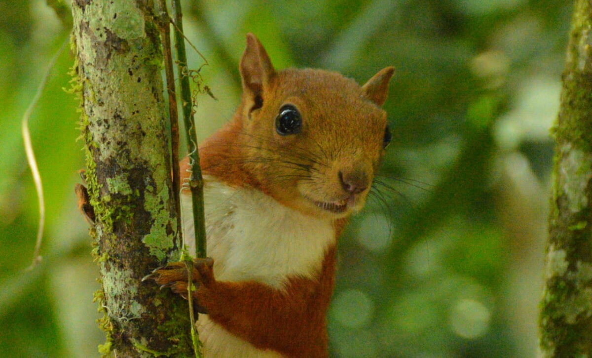 Liberados 43 ejemplares de fauna silvestre en Antioquia