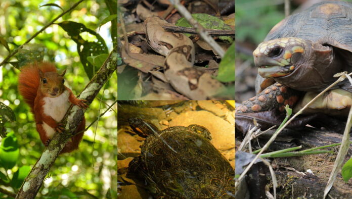 Liberados 43 ejemplares de fauna silvestre en Antioquia