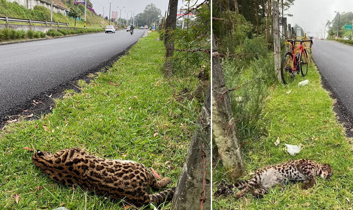 Tigrillo lanudo fue atropellado en Envigado vía Las Palmas