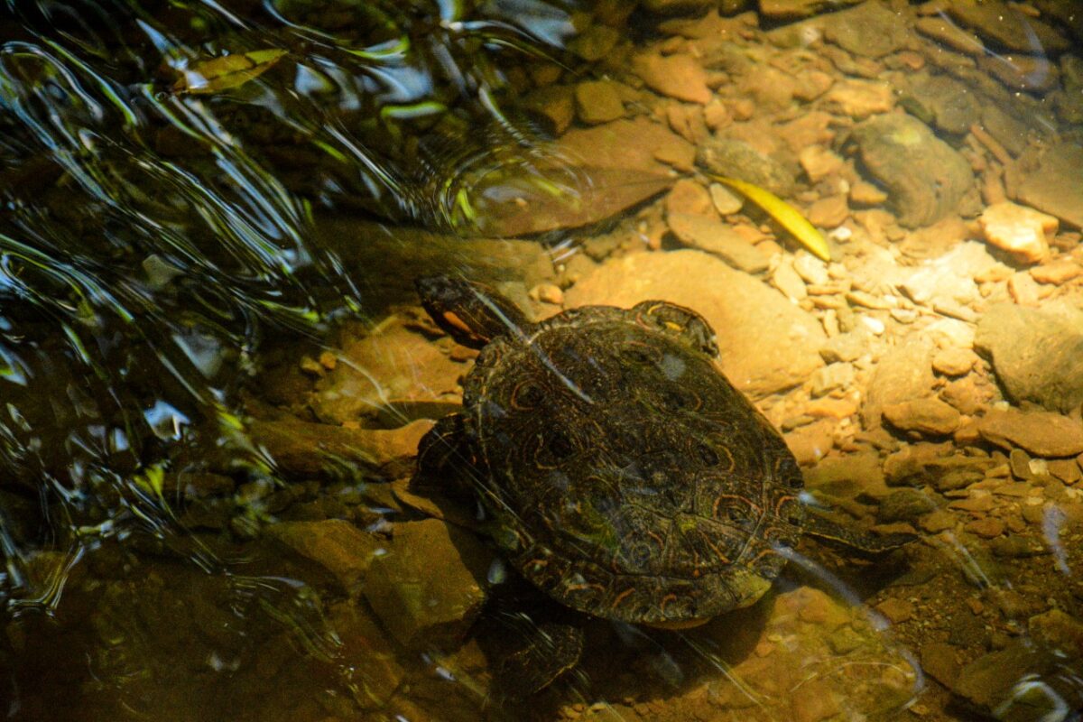 Liberados 43 ejemplares de fauna silvestre en Antioquia