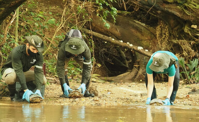 50 tortugas de agua dulce, de vuelta a casa