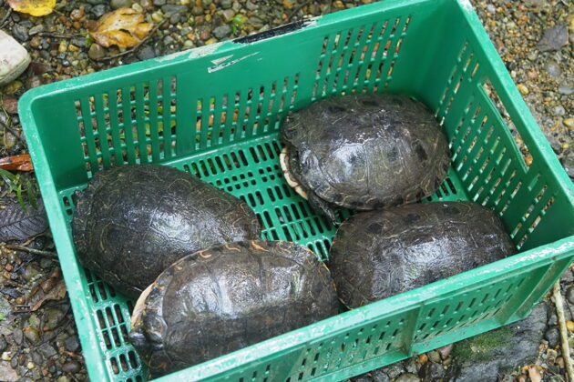 50 tortugas de agua dulce, de vuelta a casa