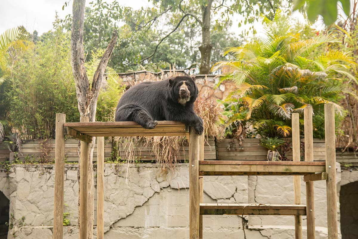 bear at the medellin zoo