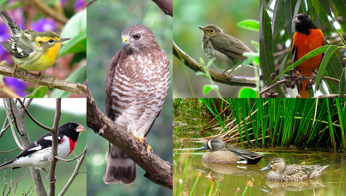 Festival de las Aves de Medellín- Pajariando en comunidad