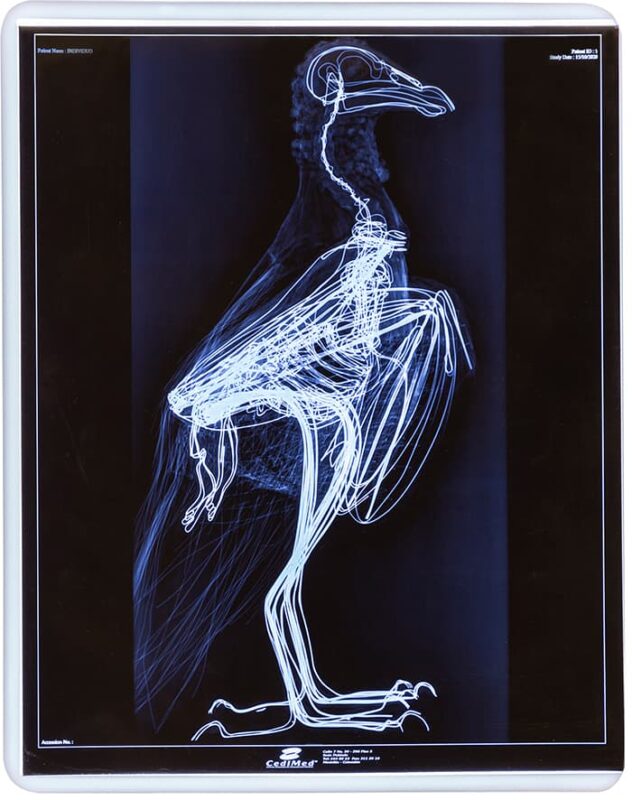 En el Museo Maja, de Jericó, la obra Individuos, Estudio de la bandada, de Ana María Velásquez.