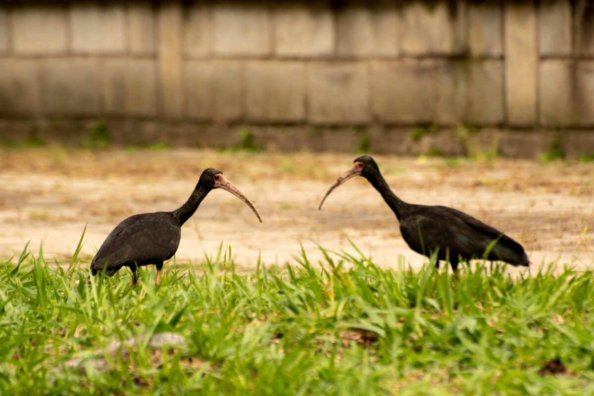 Las aves coquitos o ibis negros habitan en Medellín y el Valle de Aburrá