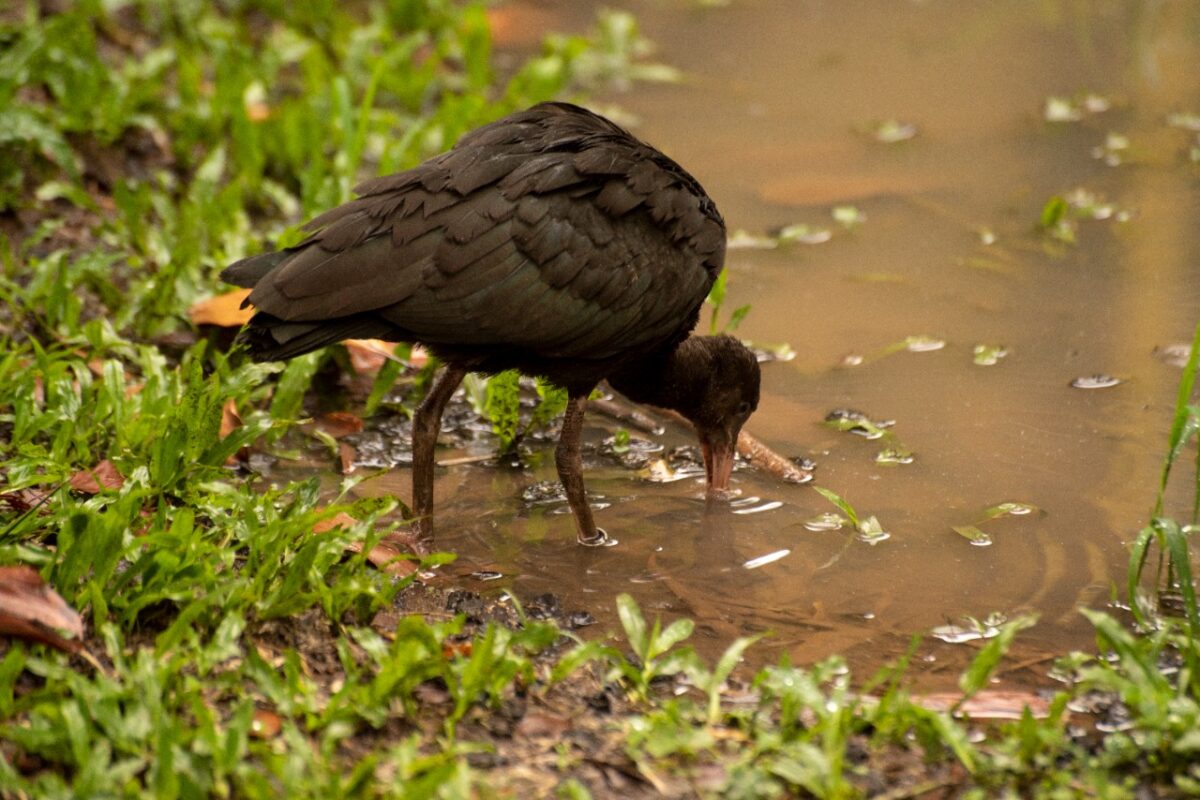 Las aves coquitos o ibis negros habitan en Medellín y el Valle de Aburrá