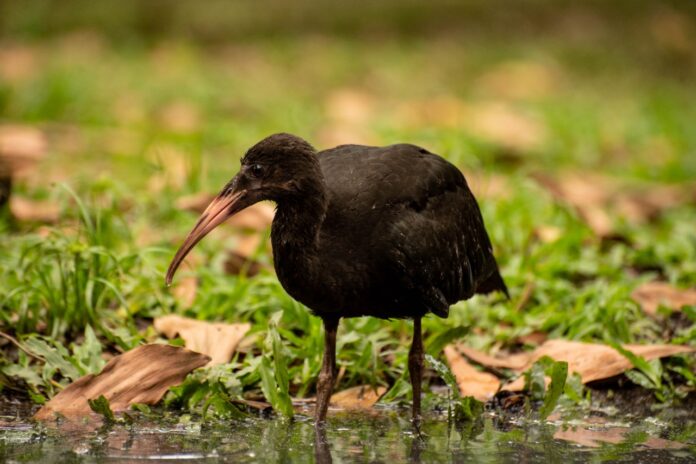 Las aves coquitos o ibis negros habitan en Medellín y el Valle de Aburrá