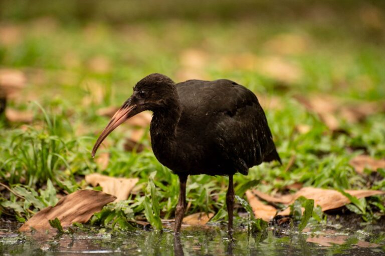 Unión de voluntades para proteger al ibis o aves coquito en el Valle de Aburrá