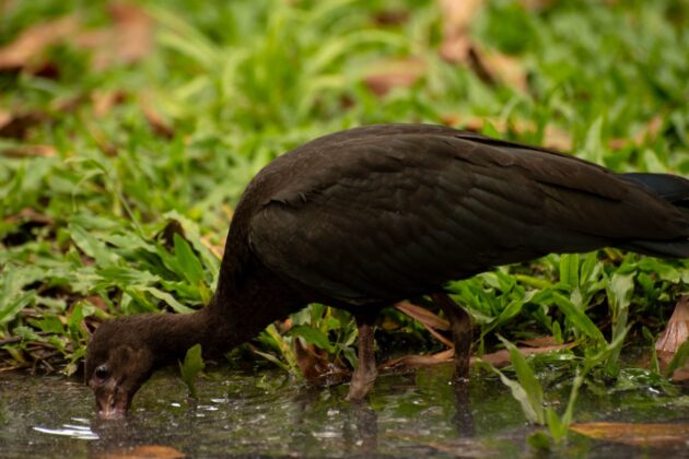 Las aves coquitos o ibis negros habitan en Medellín y el Valle de Aburrá