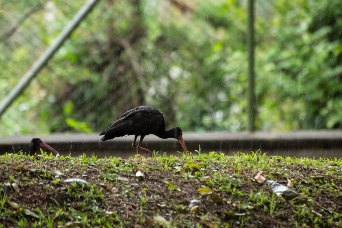 Las aves coquitos o ibis negros habitan en Medellín y el Valle de Aburrá