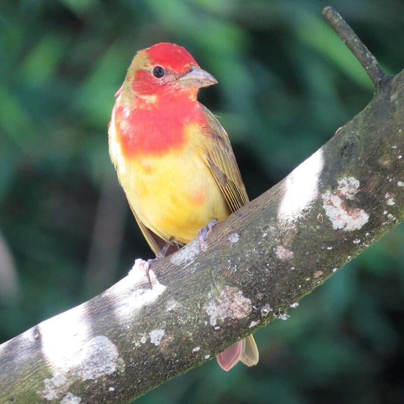 Piranga-abejera-_-Piranga-Rubra-_-Juvenil-macho
