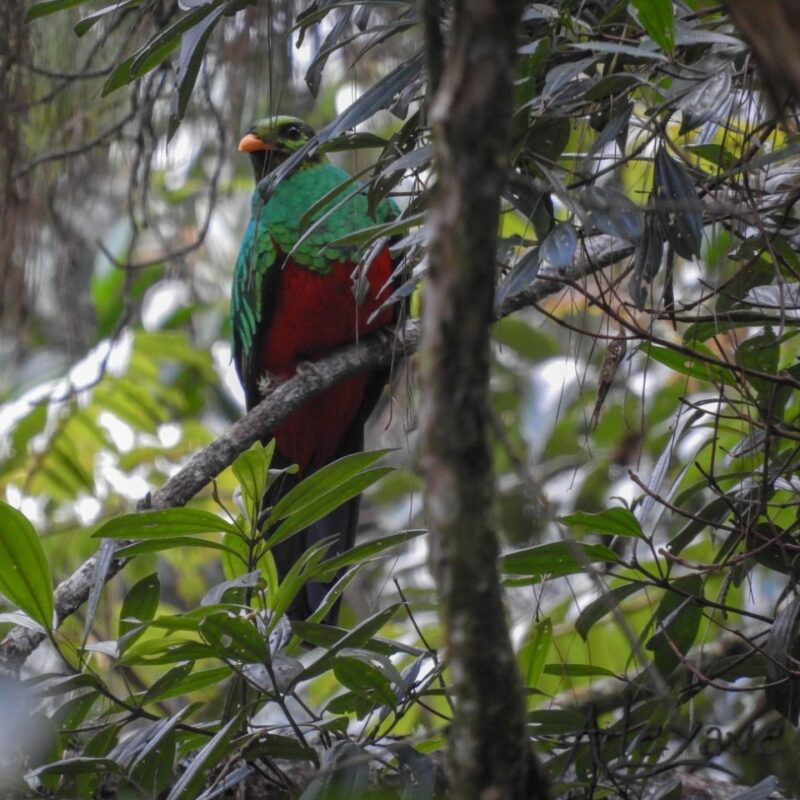 Solo recientemente fue posible avistar el quetzal, una joya para el ecosistema local.