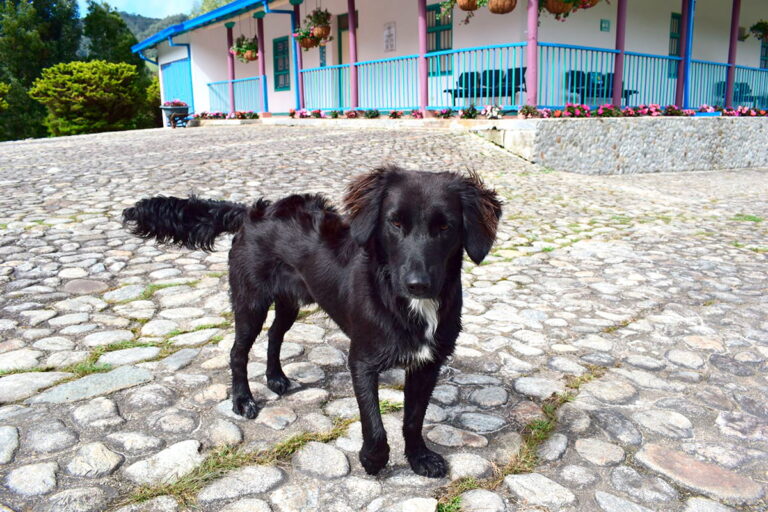 Tambo, el perro guardián del Parque Ambiental Los Tambos en La Ceja (Antioquia)