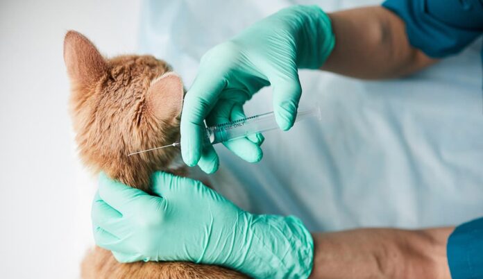 Vacunación de perros y gatos en El Poblado