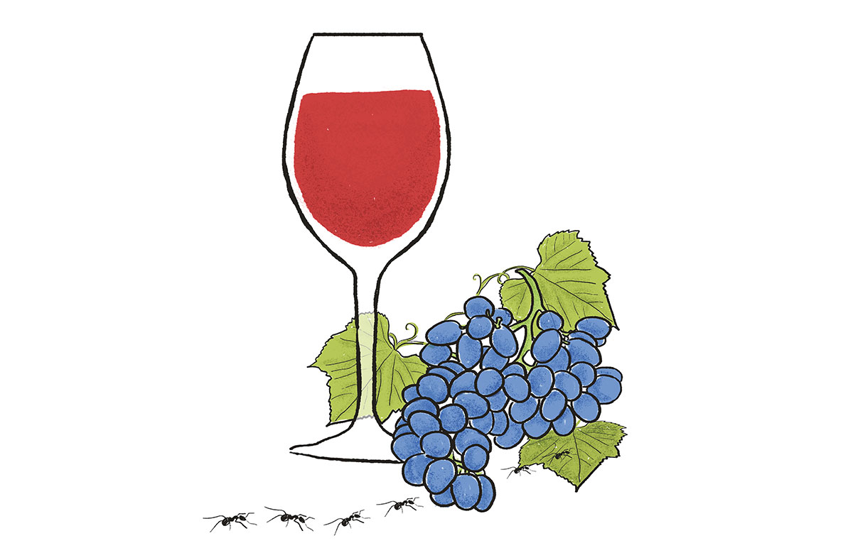 Conciencia: el séptimo elemento en la redondez del vino