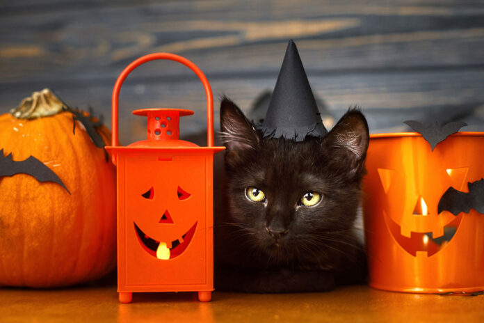 ¿Por qué hay que cuidar a los gatos negros en Halloween?