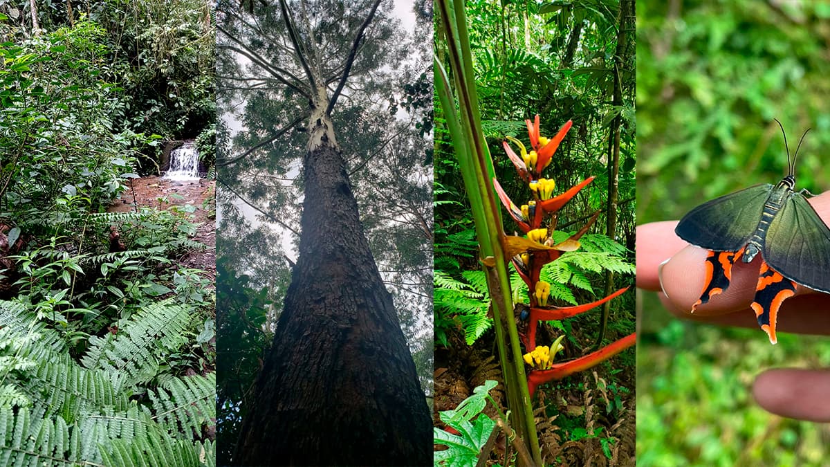 En La Romera reserva natural de Sabaneta