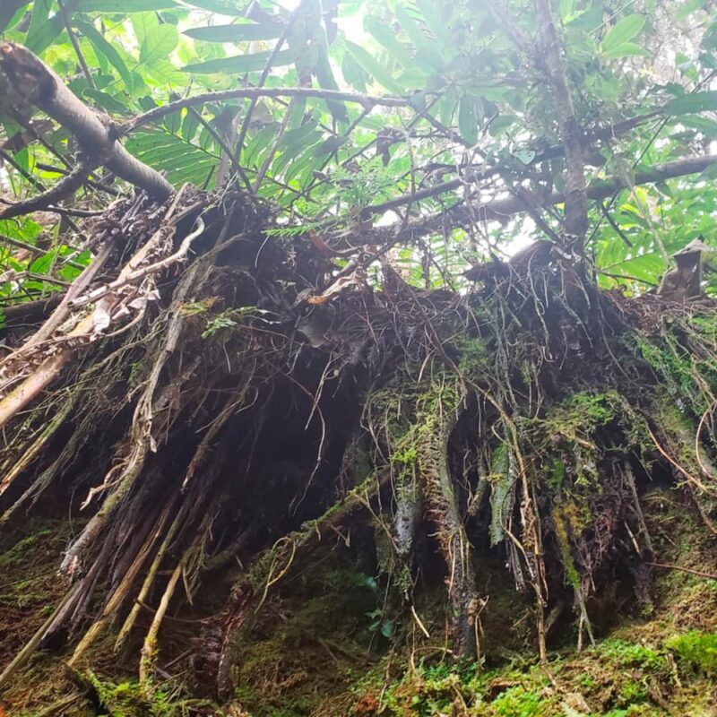 reserva natural de Sabaneta, La Romera