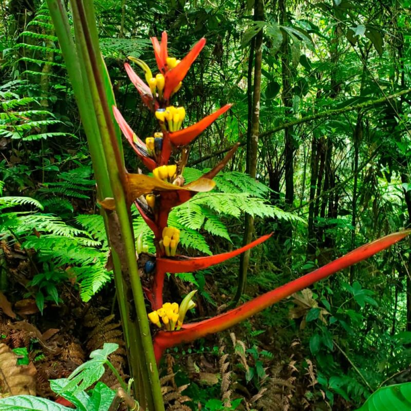 reserva natural de Sabaneta, La Romera