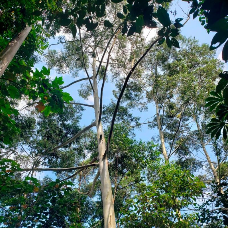 reserva natural de Sabaneta, La Romera