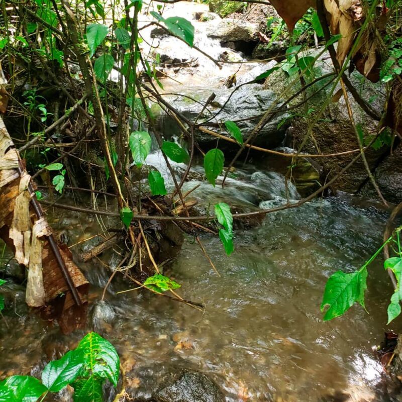 reserva natural de Sabaneta, La Romera