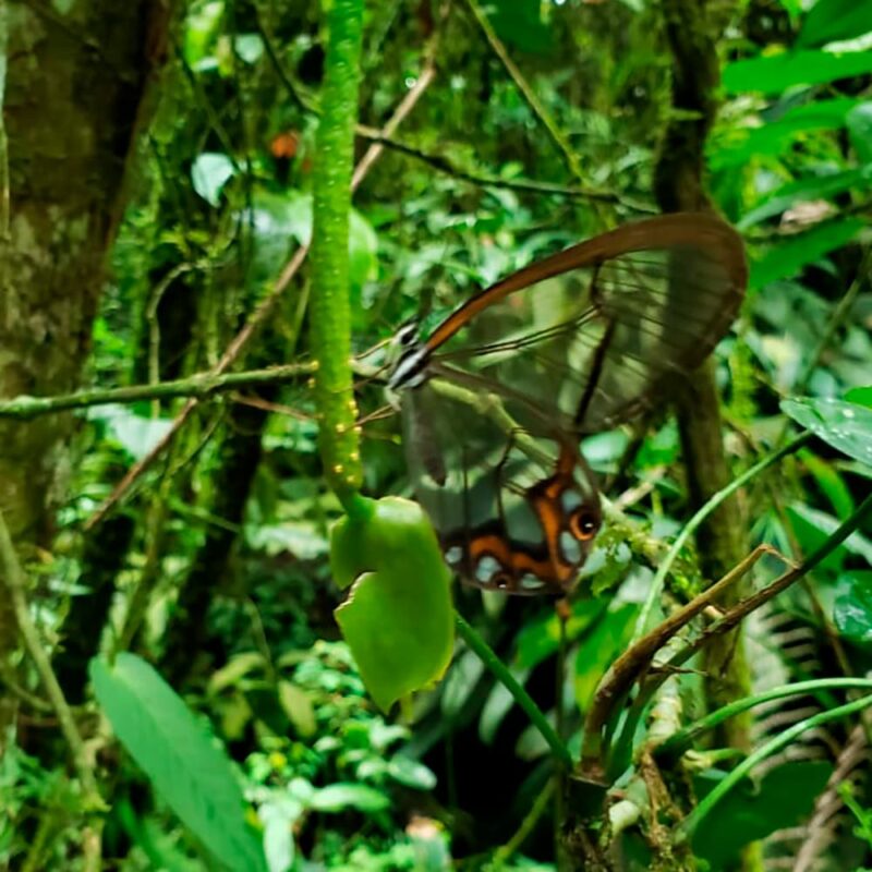 reserva natural de Sabaneta, La Romera