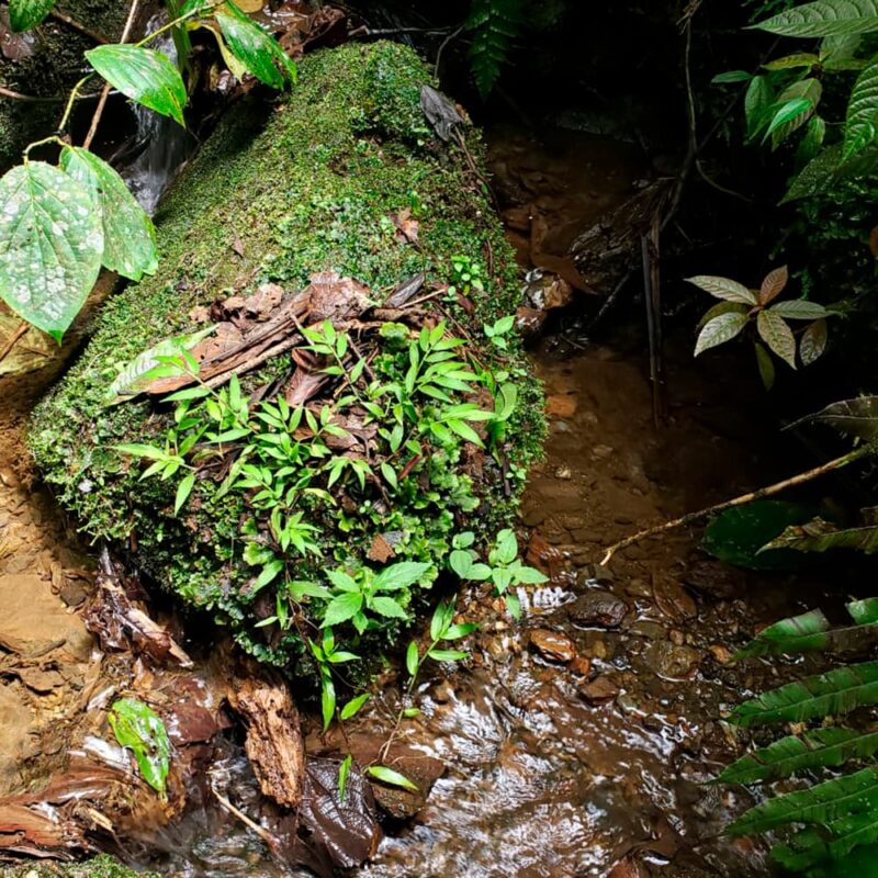 reserva natural de Sabaneta, La Romera