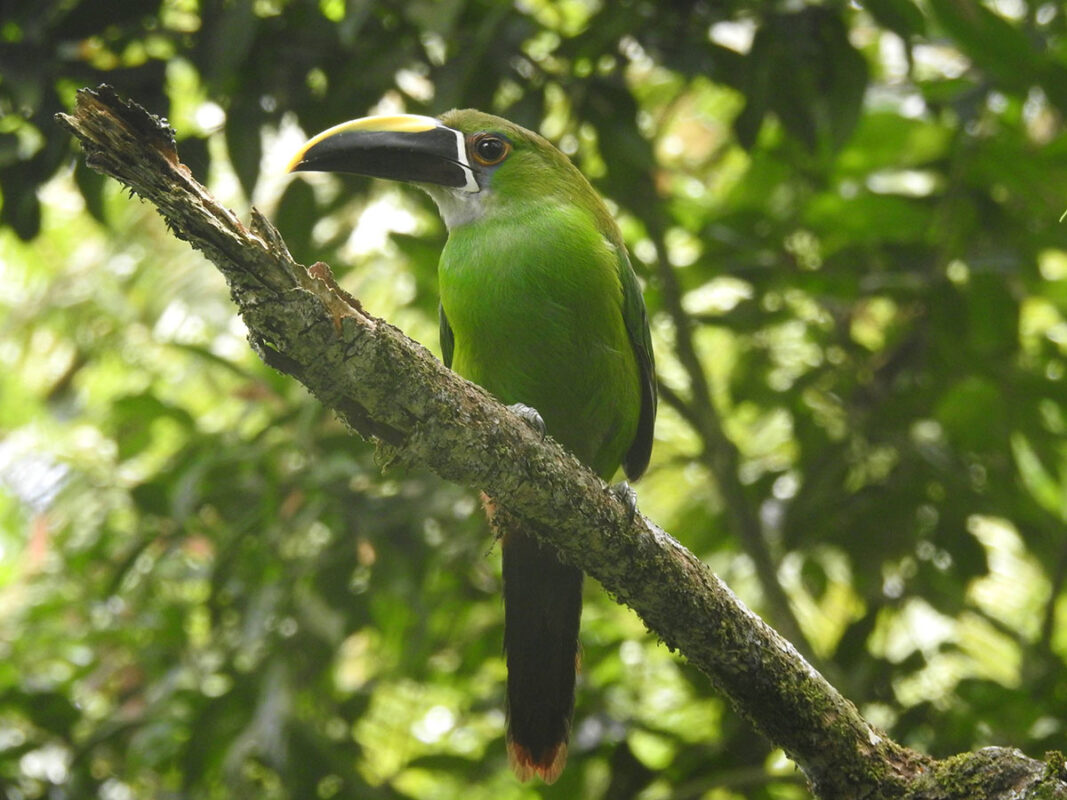 Tucaneta esmeralda (Caldas)_Santiago Mejía Dugand