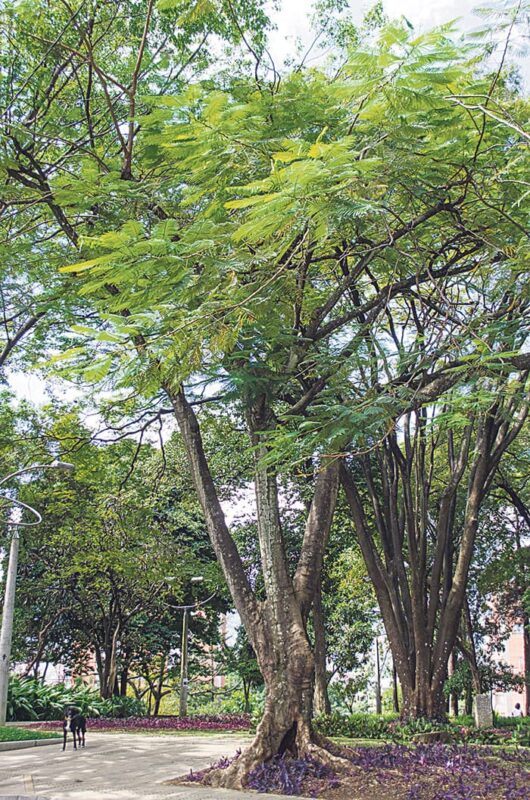 Los árboles de El Poblado y sus custodios