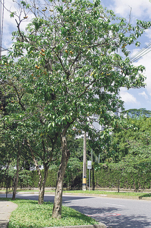 Los árboles de El Poblado y sus custodios