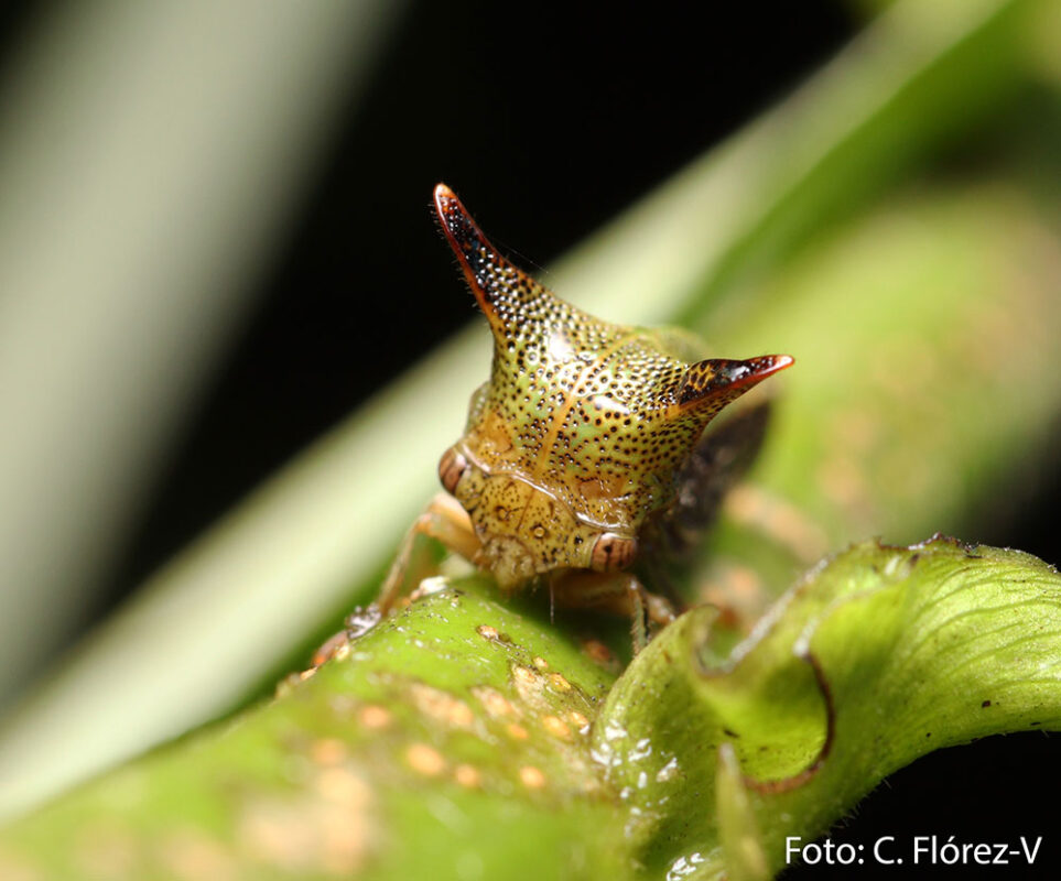 Insecto espina es redescubierta en Medellín después de 170 años
