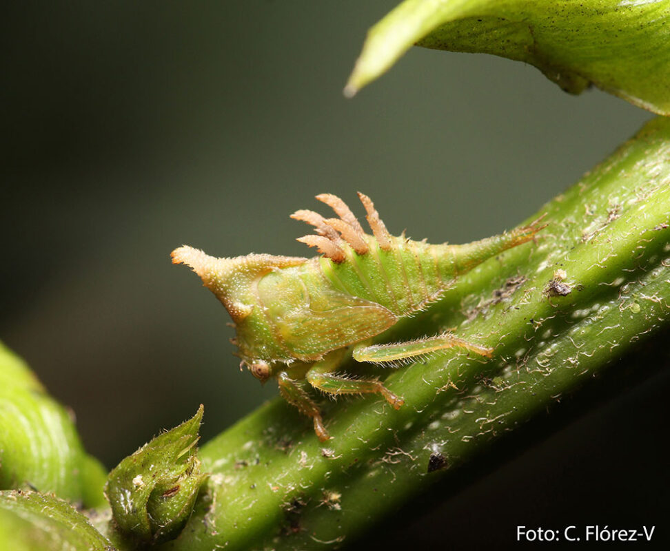 Insecto espina es redescubierta en Medellín después de 170 años