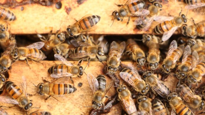 Conservación de las abejas y las avispas en Medellín