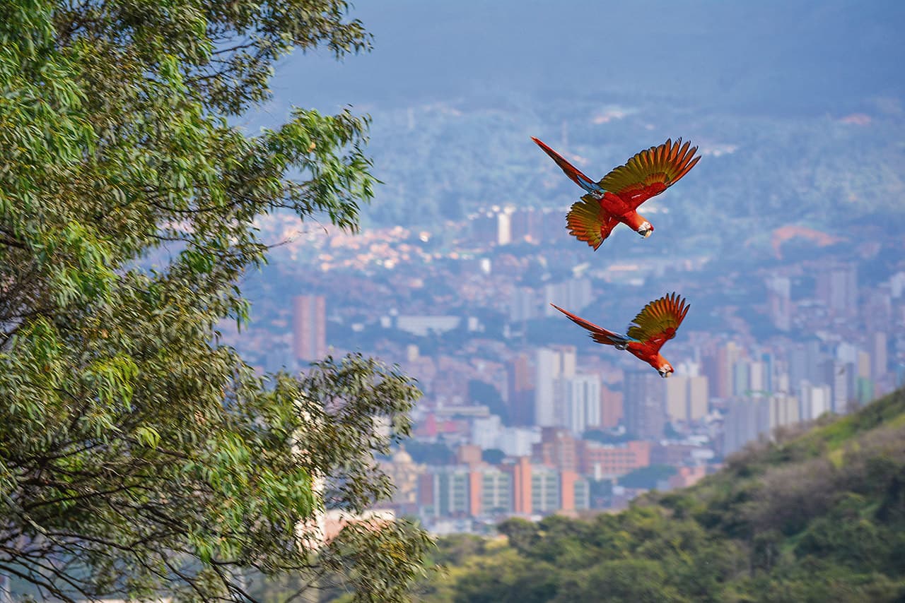 ¿Cuántas especies de pájaros hay hoy en El Poblado?