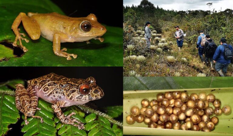 Dos nuevas especies de ranas de lluvia, halladas por investigadores de la UdeA